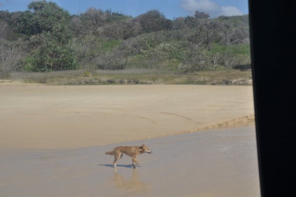 Samica dingo na plaży