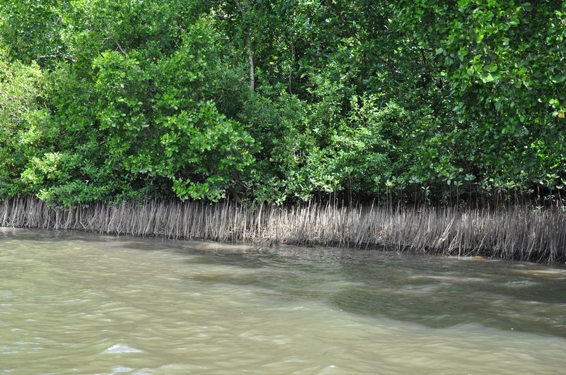 Wystające nad wodę korzenie mangroves wyłapują tlen z powietrza