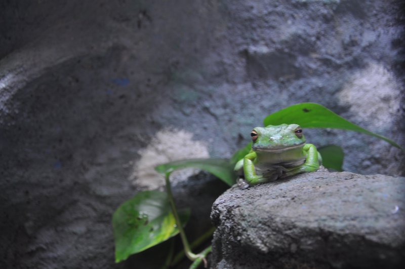 Wyluzowana żaba - symbol Cairns