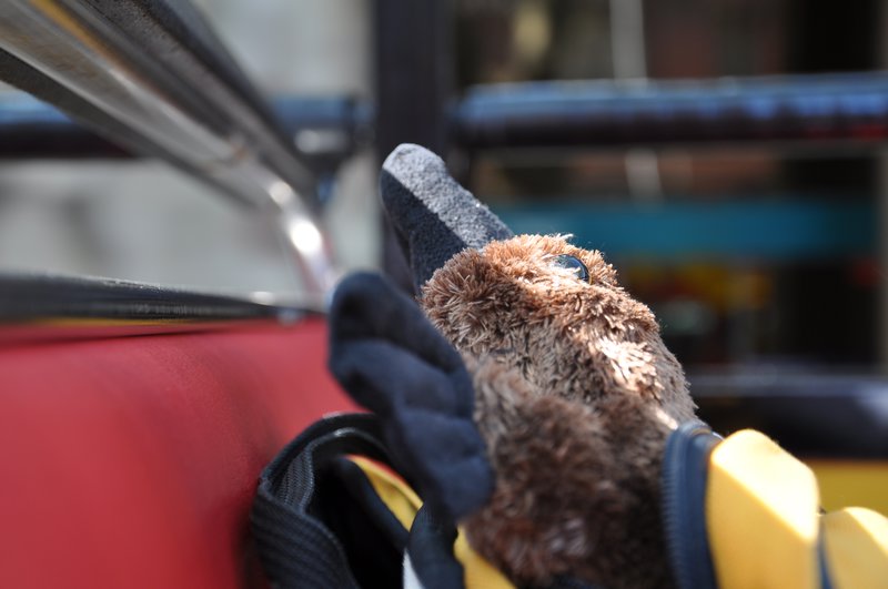 Dziobak ogląda Sydney z autobusu