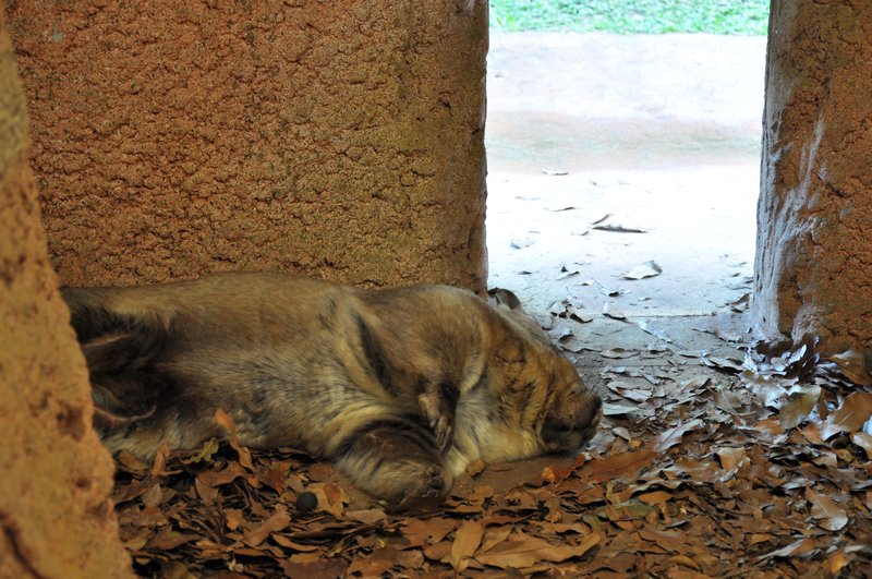 Wombat śpi na boku
