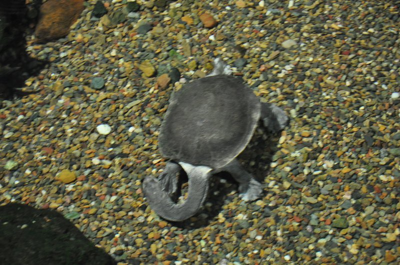 Żółw o długiej szyi drapie się w głowę