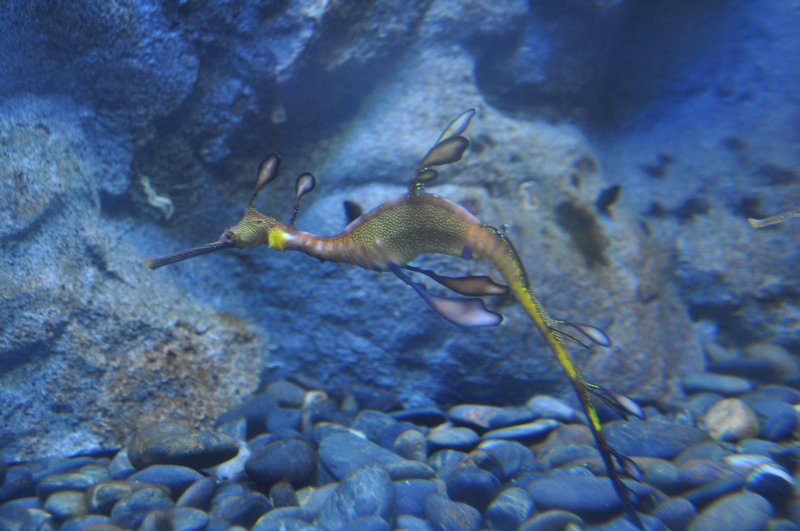 Morski smok (weedy seadragon)