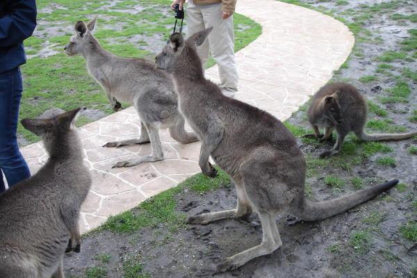 Lots of Kangaroos!