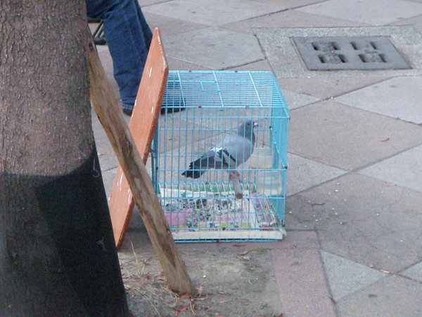 Pet pigeon