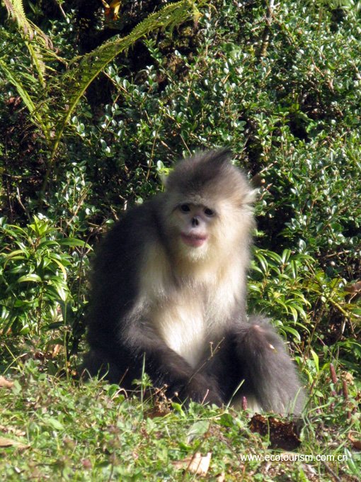 Yunnan Golden Monkey