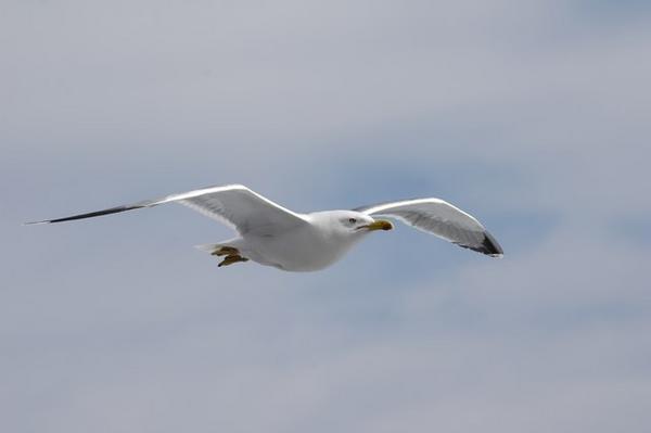 sea-gull 2
