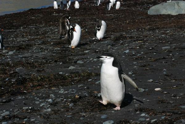 A Chinstrap Penguin