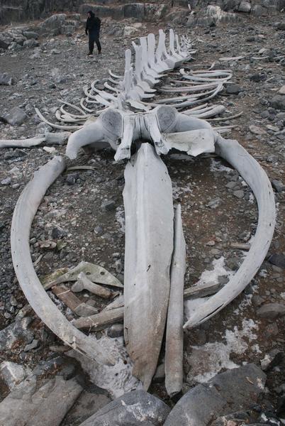 The Whale Bones