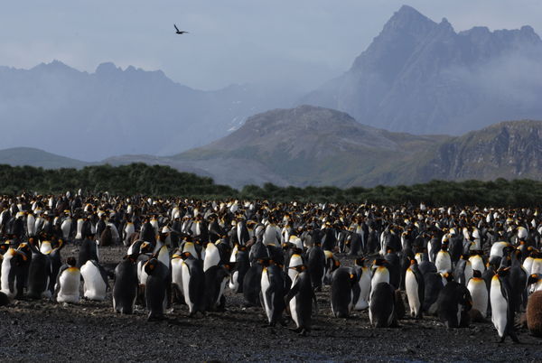 A Few Penguins