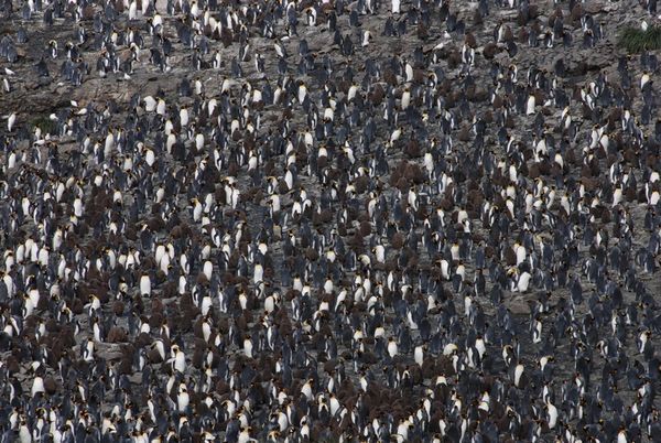 50,000 King Penguins