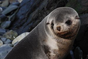 Bye Bye Fur Seals