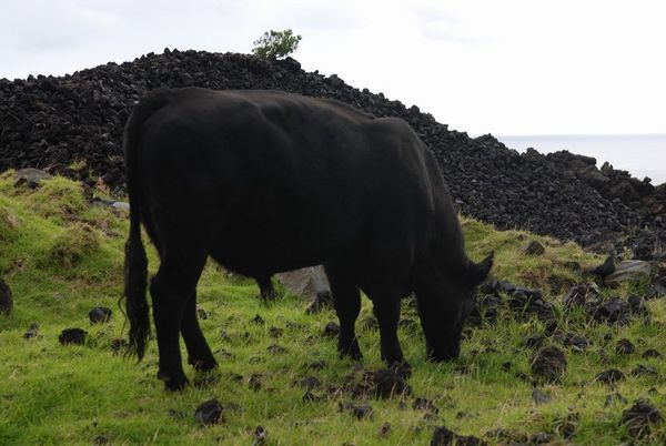 The Giant Black Cow