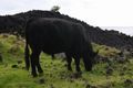The Giant Black Cow