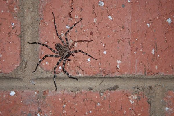 A Wall Spider