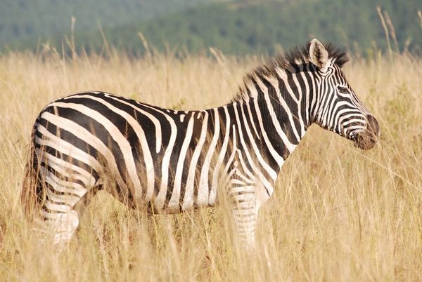 Another Zebra