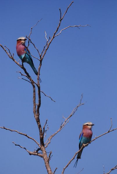 Two Pretty Birds