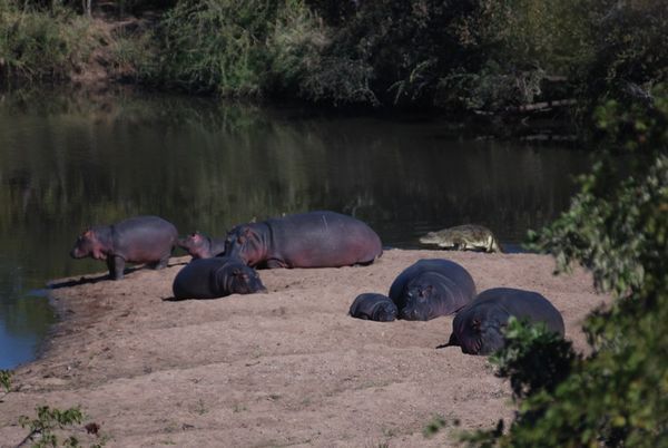 Hippos and a Croc