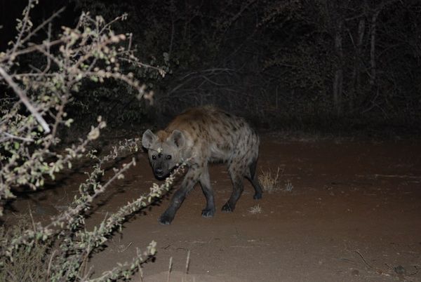 A Spotted Hyena