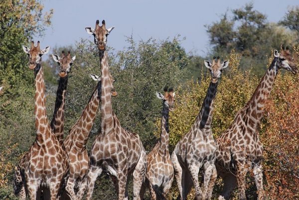Giraffes all in a Row