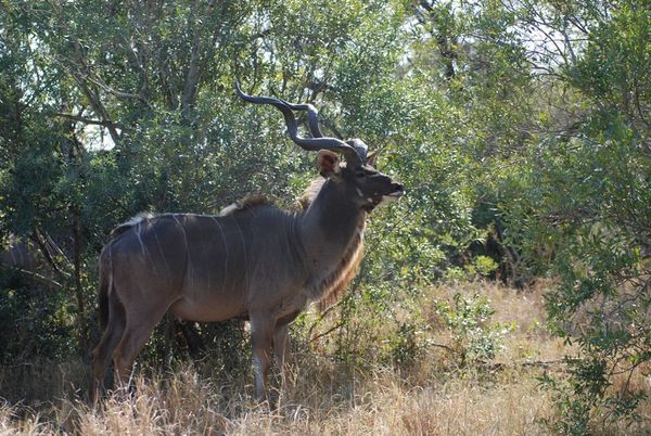 A Giant Kudu