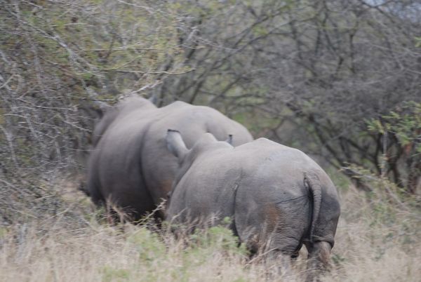 A Rhino's Rear