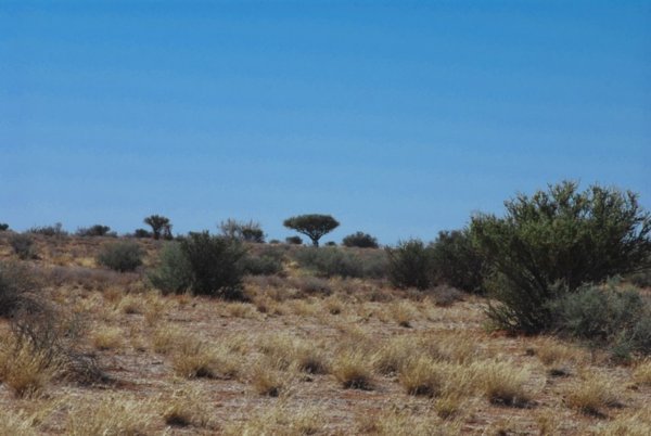 The Kalahari