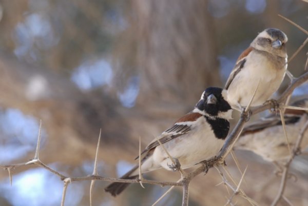 Bird Companions