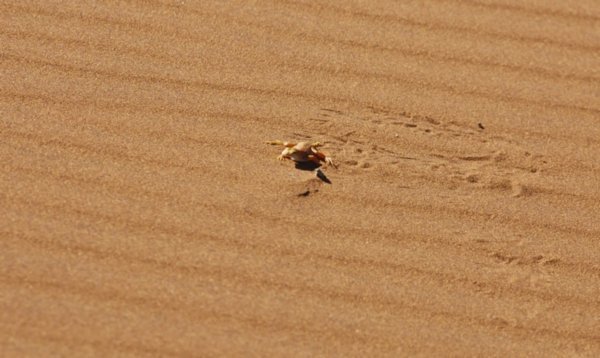 The Dune Lizard