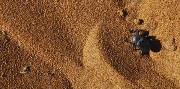 A Dune Bug