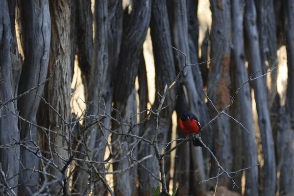A Red Bird in a Leopard Cage