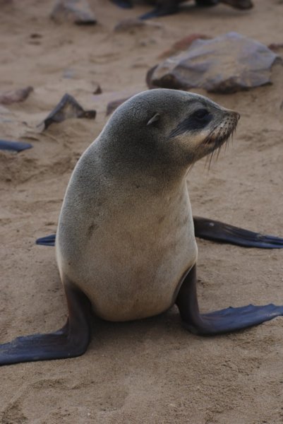The Charging Seal