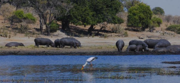 A Herd of Hippos
