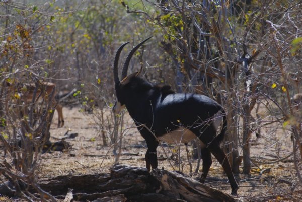 The Sable Antelope
