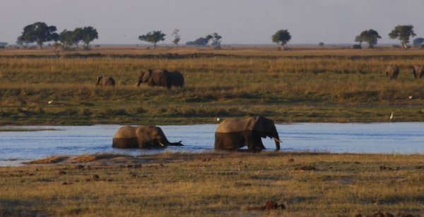 Two-toned Elephants