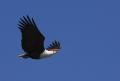 Another Fish Eagle