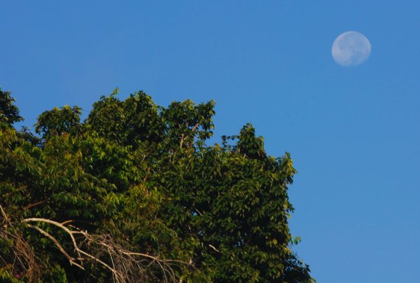 Moon Over the Amazon
