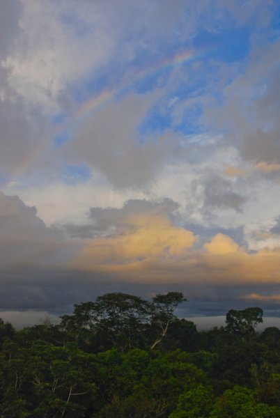 Rainbow Over the Canopy