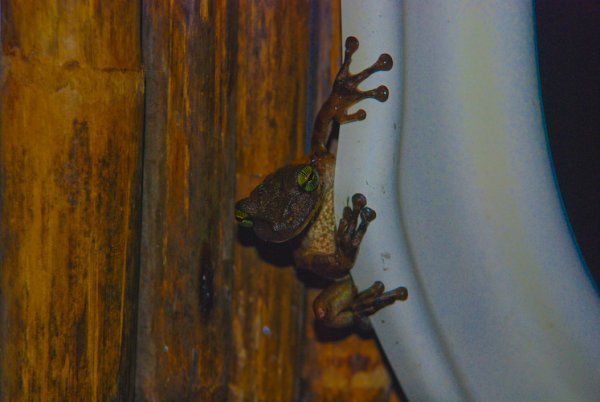 The Bathroom Frog