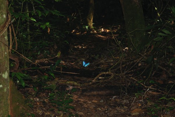 A Blue Morph Butterfly