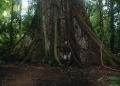 The Giant Kapok Tree