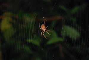 A Big Spider