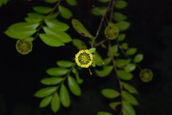 A Flower on a Tree