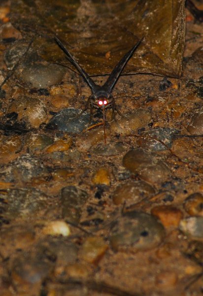 The Demon Moth