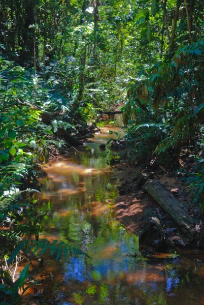 A Jungle Creek