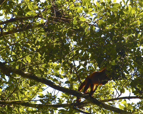 The Red Howler Monkey