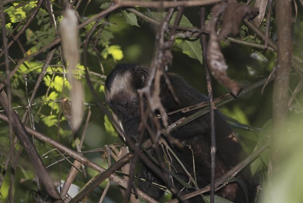 Brown Capuchin Monkeys