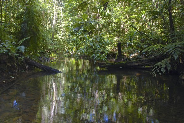 A Jungle Stream