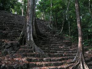 The Jungle Staircase