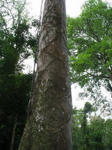 The Rubber Tree